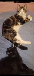 Lost Male Cat last seen Houzdale woodward county, Houtzdale, PA 16651