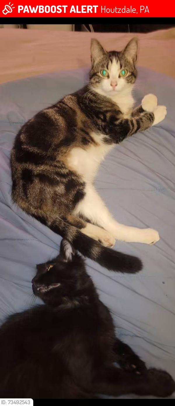 Lost Male Cat last seen Houzdale woodward county, Houtzdale, PA 16651
