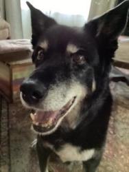 Lost Male Dog last seen North Taft Hill and Vine, Fort Collins, CO 80521