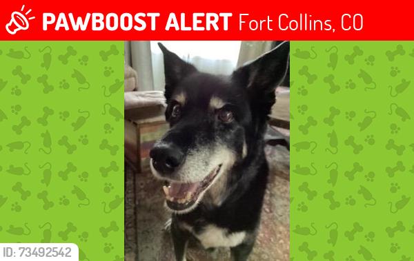 Lost Male Dog last seen North Taft Hill and Vine, Fort Collins, CO 80521