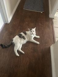 Reunited Male Cat last seen Creekline Drive, Close to Stassney and South First, Austin, TX 78745