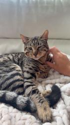 Lost Male Cat last seen Near NE 164th PL, Vancouver, WA 98684