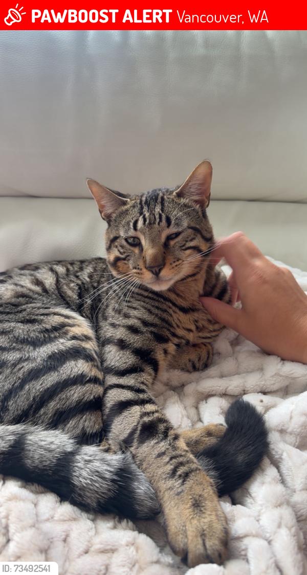 Lost Male Cat last seen Near NE 164th PL, Vancouver, WA 98684