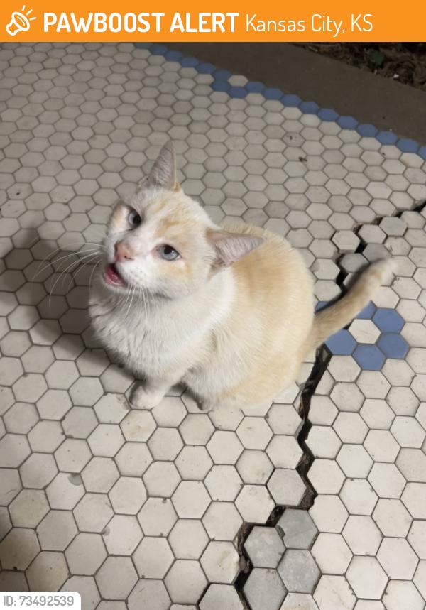 Found/Stray Unknown Cat last seen 18th & Steele, Kansas City, KS 66103