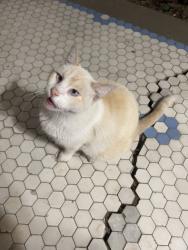 Found/Stray Unknown Cat last seen 18th & Steele, Kansas City, KS 66103
