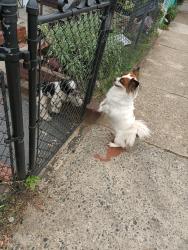 Lost Female Dog last seen BP gas station, Baltimore, MD 21225