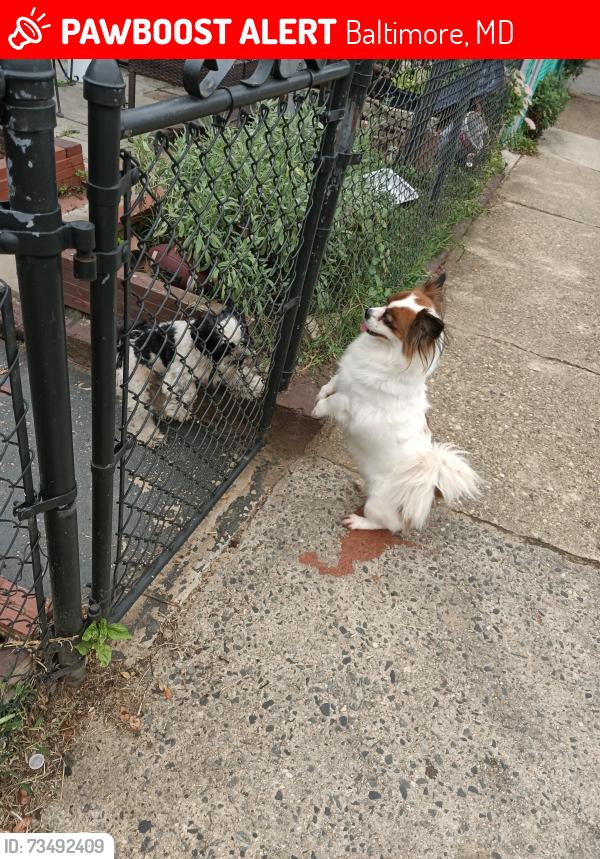 Lost Female Dog last seen BP gas station, Baltimore, MD 21225