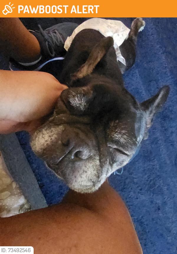Found/Stray Female Dog last seen N CREEK AND GROSBEAK LN, Montgomery County, TX 77354