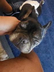 Found/Stray Female Dog last seen N CREEK AND GROSBEAK LN, Montgomery County, TX 77354