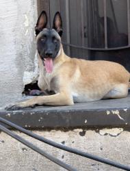 Reunited Male Dog last seen Gardena, CA, USA, Gardena, CA 90247