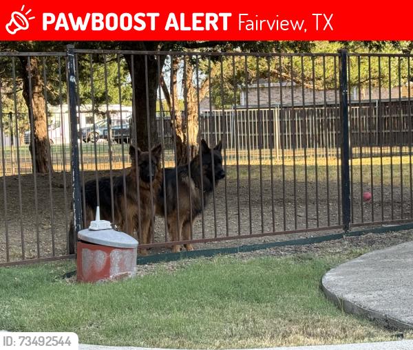 Lost Male Dog last seen meandering and Stacy, Fairview, TX 75069