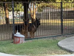 Lost Male Dog last seen meandering and Stacy, Fairview, TX 75069