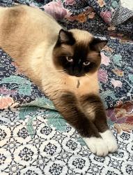Lost Female Cat last seen Bull Mountain, Tigard, OR 97223