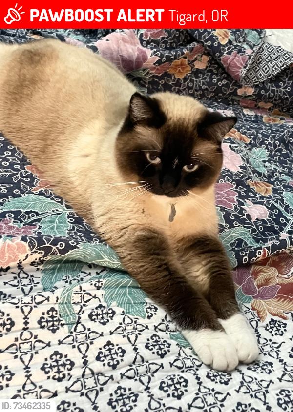 Lost Female Cat last seen Bull Mountain, Tigard, OR 97223
