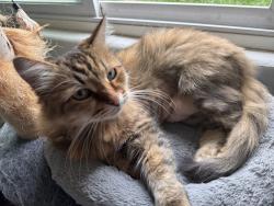 Lost Female Cat last seen Papin street, Oceanside, CA 92058