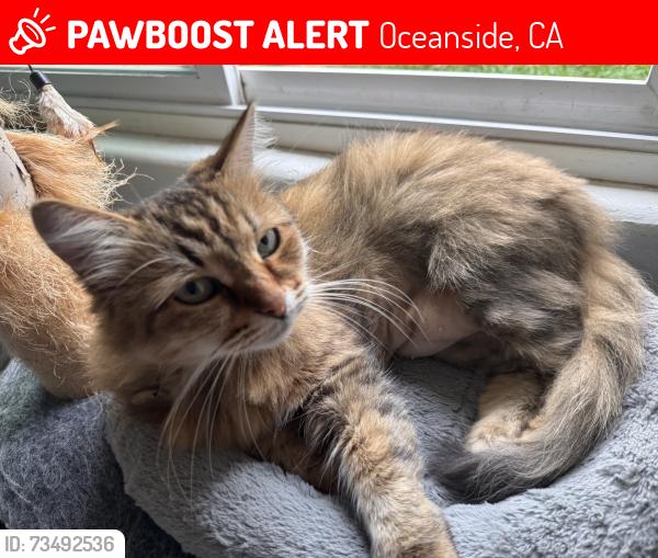 Lost Female Cat last seen Papin street, Oceanside, CA 92058