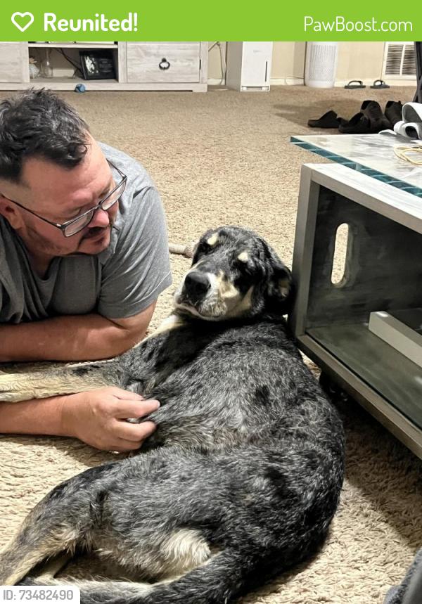 Reunited Female Dog last seen Briarbend Dr, New Braunfels, TX 78130