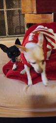 Lost Female Dog last seen N 12th street, Phoenix, AZ 85006