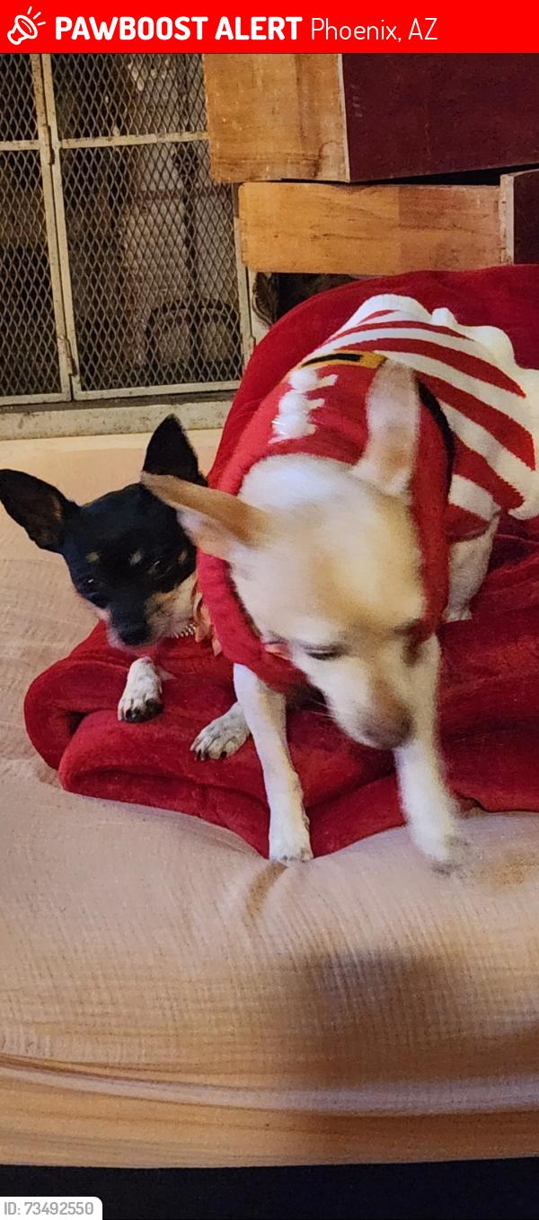 Lost Female Dog last seen N 12th street, Phoenix, AZ 85006