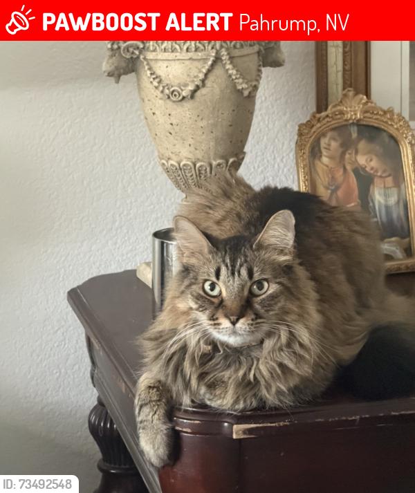 Lost Male Cat last seen Sagebrush and Cactus, Pahrump, NV 89048