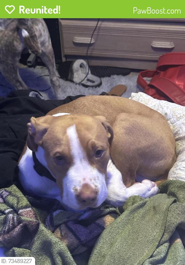 Reunited Male Dog last seen Near Victoria Landing Drive N, Jacksonville, FL 32208