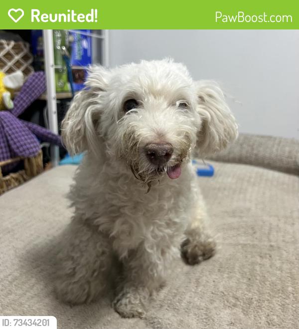 Reunited Male Dog last seen jane and lawrence, Toronto, ON M9N 2R8