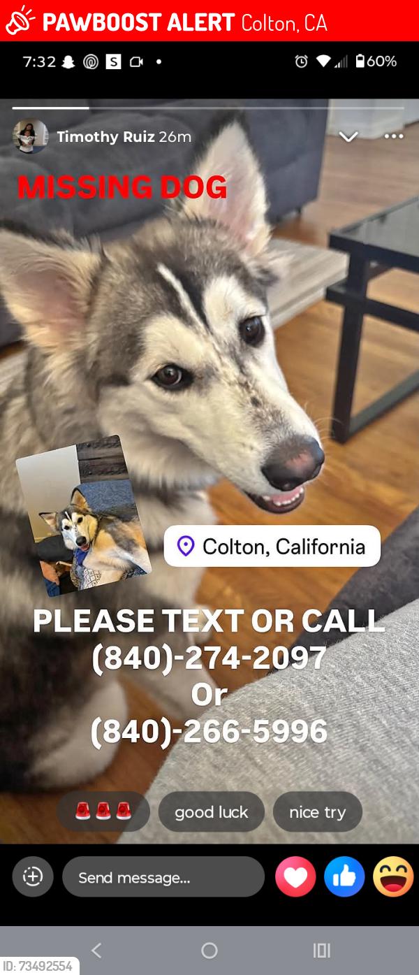 Lost Female Dog last seen Mill & Pennsylvania, Colton, CA 92324