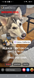 Lost Female Dog last seen Mill & Pennsylvania, Colton, CA 92324
