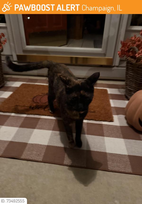 Found/Stray Unknown Cat last seen Cherry Hills Subdivision, Champaign, IL 61822