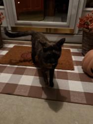 Found/Stray Unknown Cat last seen Cherry Hills Subdivision, Champaign, IL 61822