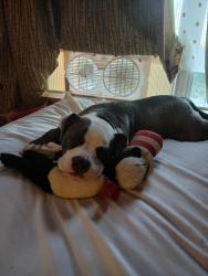 Lost Female Dog last seen Hwy 360, Arlington, TX 76013