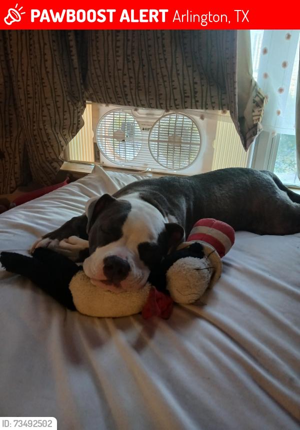 Lost Female Dog last seen Hwy 360, Arlington, TX 76013
