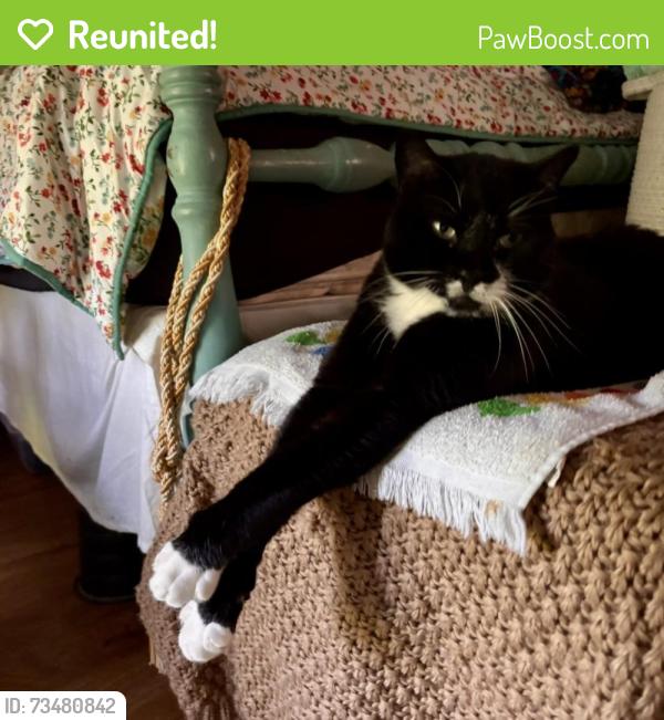 Reunited Male Cat last seen Stonybrooke and Brookview Drive, North Richland Hills, TX 76182