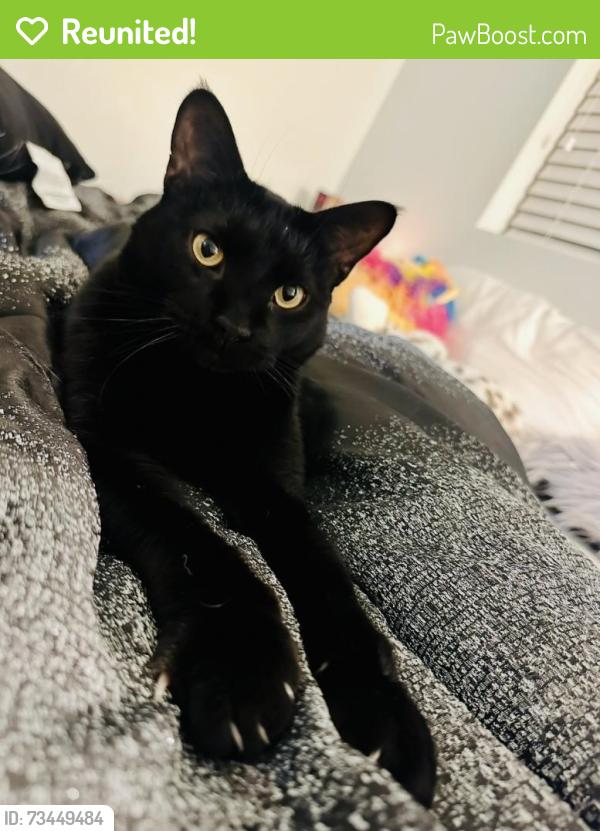 Reunited Male Cat last seen Kipling and Quincy, Littleton, CO 80127