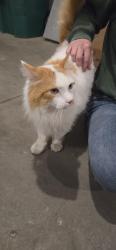 Found/Stray Unknown Cat last seen Foxtail Dr, West Fargo, ND 58103