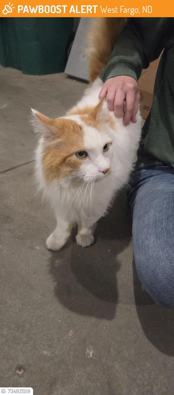 Found/Stray Unknown Cat last seen Foxtail Dr, West Fargo, ND 58103