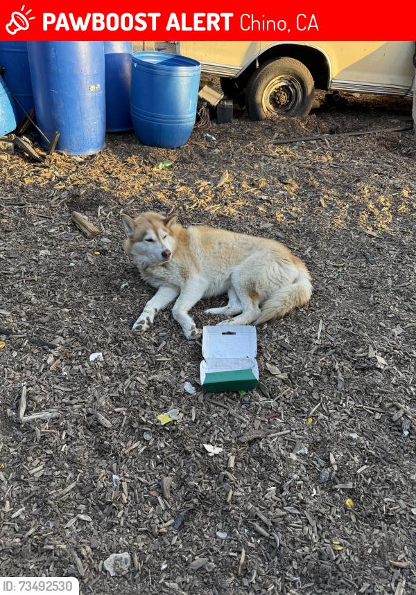 Lost Male Dog last seen Pipeline Ave & Walnut Ave Chino CA 91710, Chino, CA 91710