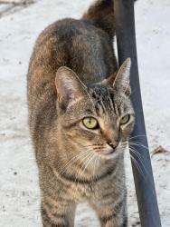 Reunited Unknown Cat last seen Las Lomas and Keene Dr, La Habra, CA 90631