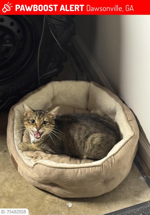 Lost Male Cat last seen Sundown Dr by the lake, Dawsonville, GA 30534