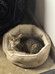 Lost Male Cat last seen Sundown Dr by the lake, Dawsonville, GA 30534