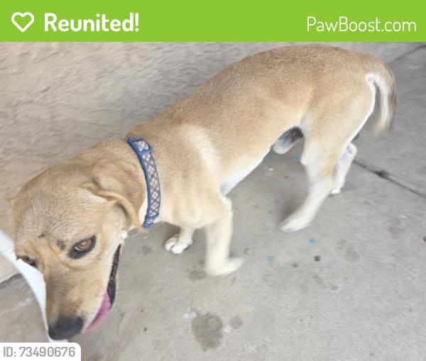 Reunited Male Dog last seen 83rd ave & Glenrosa, Phoenix, AZ 85033