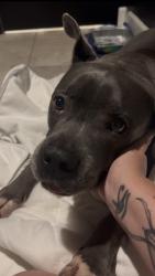 Reunited Male Dog last seen Hayward Rd, Spring Hill, FL 34609