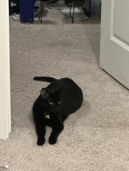 Lost Male Cat last seen Raven Ln and Willet Pl in Mallard Ridge neighborhood, Johnstown, CO 80534