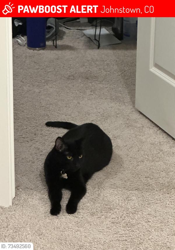 Lost Male Cat last seen Raven Ln and Willet Pl in Mallard Ridge neighborhood, Johnstown, CO 80534
