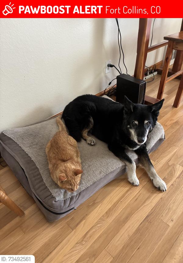 Lost Male Dog last seen Taft hill rd, Fort Collins, CO 80521