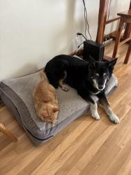 Lost Male Dog last seen Taft hill rd, Fort Collins, CO 80521