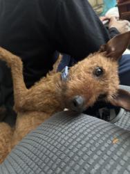 Reunited Female Dog last seen N McCarran St, North Las Vegas, NV 89030, USA, North Las Vegas, NV 89030