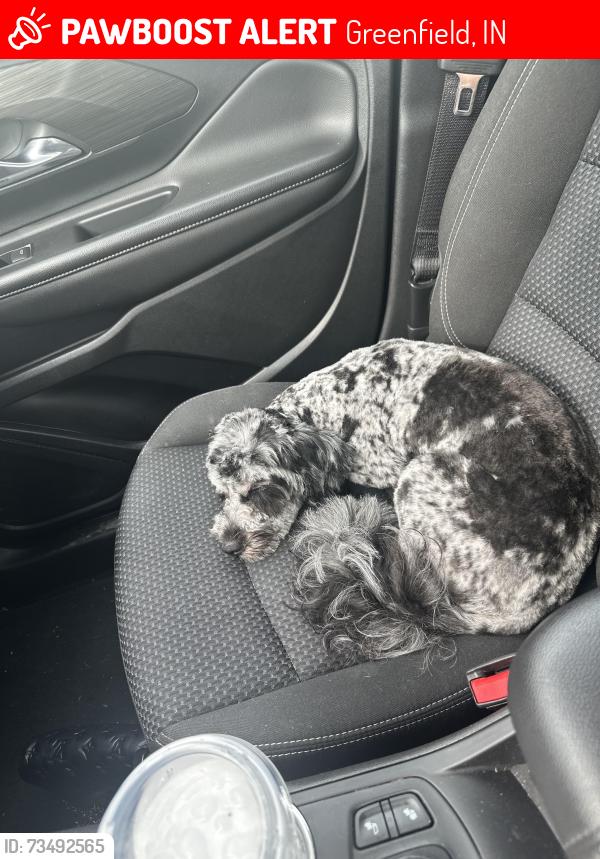 Lost Male Dog last seen Near N 300 W, Greenfield, IN 46140