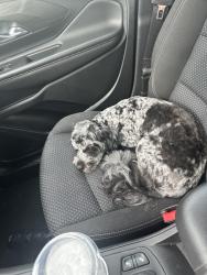 Lost Male Dog last seen Near N 300 W, Greenfield, IN 46140