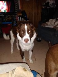 Reunited Male Dog last seen lakeshore, Bean Station, TN 37708